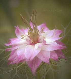 Love in the Mist Nigella Plant, Nigella Flower, Mist Flower, Fake Skin, Outdoor Flowers, Pencil Art Drawings, Nature Plants, Dream Garden, My Flower