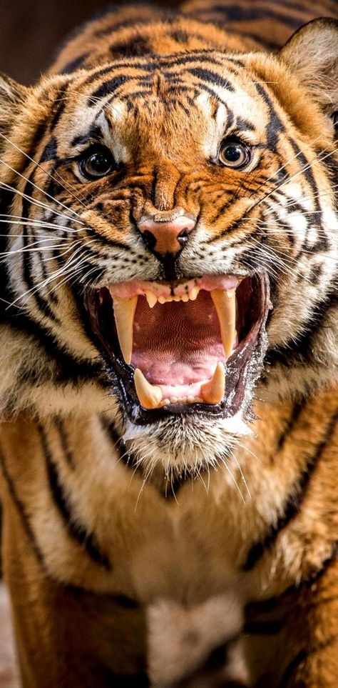 Hissing Cat, Tiger Wallpaper, Tiger Pictures, Exotic Cats, Big Cats Art, Super Cat, Animal Reference, Majestic Animals, A Tiger