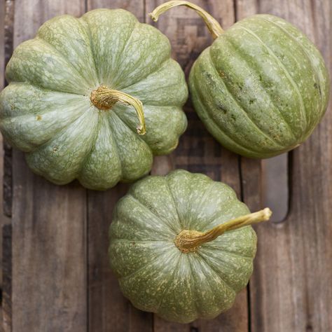 Calabaza Squash, Calabaza Recipe, Winter Squash Varieties, Fresh Pumpkin Pie, Winter Squash Recipes, Squash Varieties, Toasted Pumpkin Seeds, Squash Recipe, Green Pumpkin