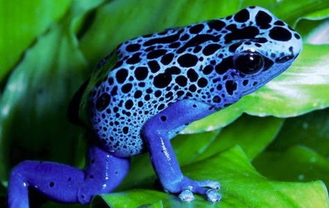 POISON DART FROG - Dendrobatidae African Bullfrog, Blue Poison Dart Frog, Poisonous Animals, Puerto Maldonado, Pacman Frog, Poison Frog, Amazing Frog, Frog Wallpaper, Poison Dart