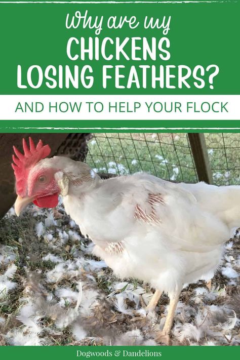 Chickens Losing Feathers, Chicken Molting, Sultan Chicken, Chicken Coop Bedding, Molting Chickens, Chicken Saddle, Pine Shavings, Backyard Coop, Cute Chicken Coops