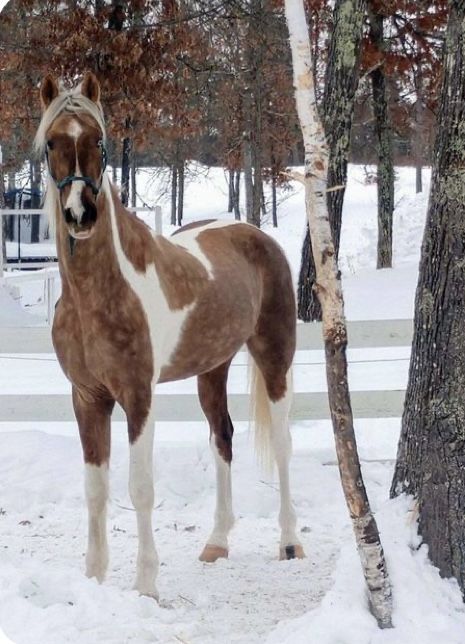 Cheval Pie, American Saddlebred Horses, Horse Crazy Girl, Horse Standing, Aqha Horses, Horse Markings, Beautiful Horse Pictures, Horse Colors, Pinto Horse