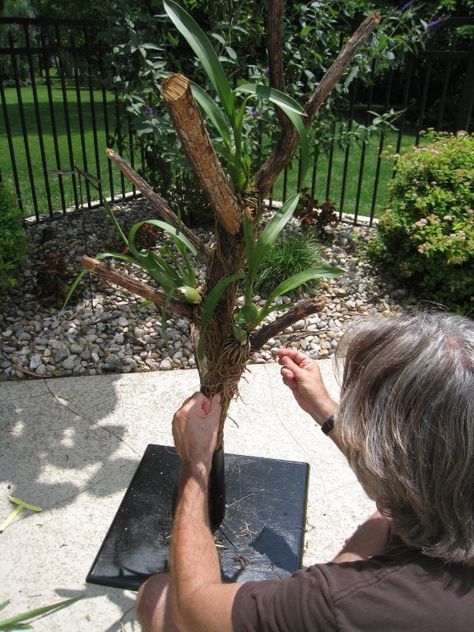 How To: Make Your Own Orchid Tree! | Town And Country, MO Patch Tree Town, Orchid Tree, Orchid Show, Missouri Botanical Garden, Orchid Arrangements, Orange Tree, Plant Roots, Create Something, Garden Gates