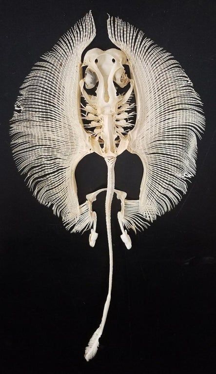 Stingray Skeleton, Animal Skeleton, Strange Animals, Skull Reference, Fish Skeleton, Animal Skeletons, Vulture Culture, Creation Art, Skeleton Art