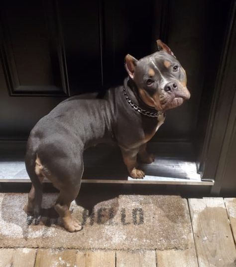 Xl Pitbull Puppies, Pitbull Bulldog Mix Dogs, Pocket American Bully, Pocket Bully Dogs, American Bully Aesthetic, Short Pitbull, Pocket Pitties, Mini Pitbull, American Bully Classic