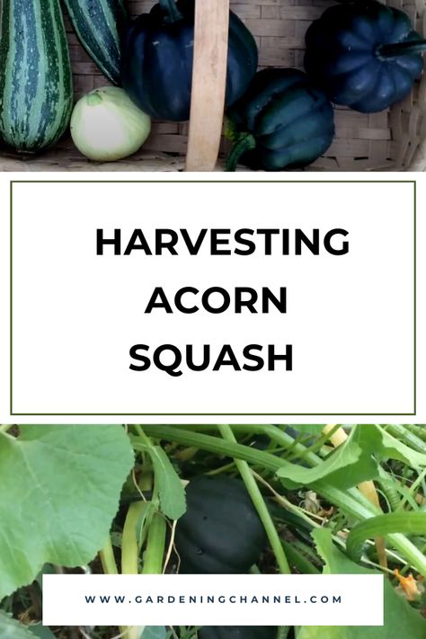 harvested acorn squash and squash on plant with text overlay harvesting acorn squash Preserving Acorn Squash, How To Grow Acorn Squash, How To Peel Acorn Squash, Acorn Squash Plant, When To Harvest Acorn Squash, Acorn Squash, Growing Tomatoes, Growing Vegetables, Vegetable Garden