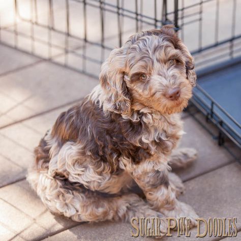 Merle Labradoodle, Labradoodle Chocolate, Aussie Doodle, Labradoodle Breeders, Australian Labradoodle Puppies, Labradoodle Puppies, Australian Labradoodle, Doodle Puppy, Labradoodle Puppy