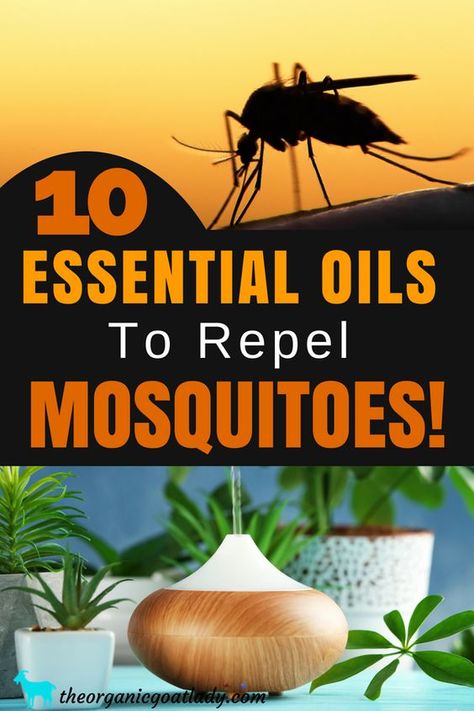 Essential Oils For Mosquitoes! The best essential oils to repel mosquitoes! Essential oil recipes, essential oil diffuser blends, essential oil uses Essential Oils For Mosquitoes, Mosquito Repellent Essential Oils, Essential Oils For Colds, Natural Mosquito Repellant, Essential Oil Diffuser Blends, Young Living Oils, Doterra Oils, Oil Diffuser Blends, Best Essential Oils