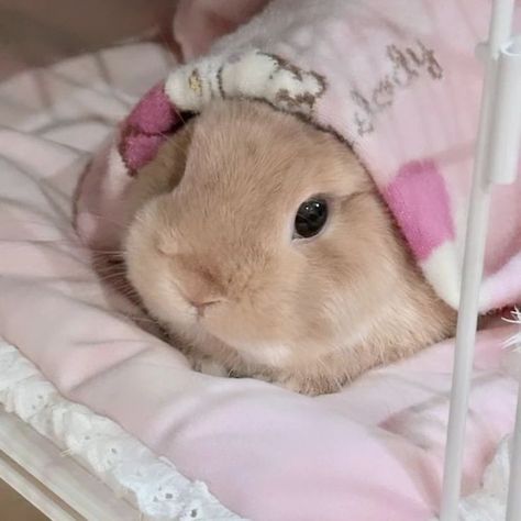 𝙄𝙣 𝙡𝙤𝙫𝙚 𝙬𝙞𝙩𝙝 𝙩𝙝𝙞𝙨 𝙡𝙞𝙩𝙩𝙡𝙚 𝙛𝙡𝙪𝙛𝙛𝙗𝙖𝙡𝙡. #cuteanimals #bunny #rabbit #pink #aesthetic #pet #petlovers #cuties #instagood #instalove #instamood #instagram #wallpaper #rabbitlife #photo #photoshoot #girly Photoshoot Girly, Bunny Photoshoot, Tiny Baby Animals, Bunny Aesthetic, Rabbit Life, Aesthetic Dream, Bunny Names, Bunny Care, Cute Bunny Pictures