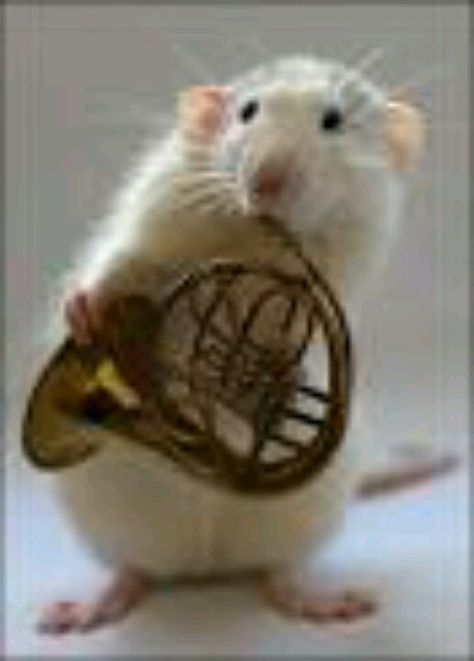 It plays what I play the French horn French Horn Memes, French Horn Humor, French Horn Music, Class Memes, Band Jokes, Music Jokes, Band Nerd, Cute Rats, A Rat