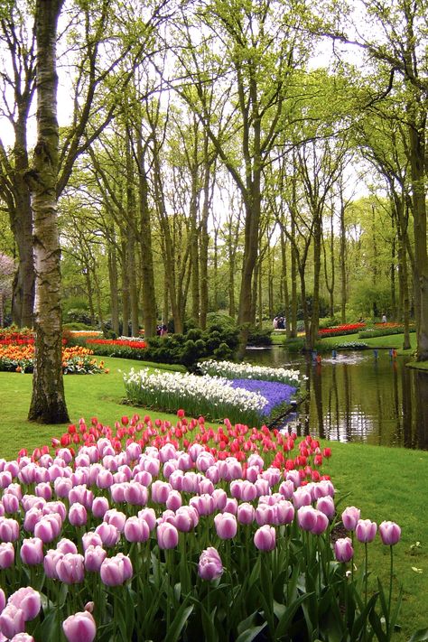 Tulipe Keukenhof Gardens, Natural Scenes, Dream Country, Gardens Of The World, Most Beautiful Gardens, Outdoor Decorating, Garden Park, Dream Trip, Flower Gardens