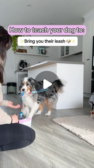 YUKI THE AUSTRALIAN SHEPHERD on Instagram: "🐾 How to Teach Your Dog to Bring You Their Leash! 🐾

***Like and save this reel to refer back to for future reference 💕✨***

Step 1: Introduce holding the leash and reward when successful. (Refer back to my tutorial on how to hold an object.)

Step 2: Have your pup pick up the leash and hold it. Be sure to reward any correct actions.

Step 3: Get your pup to pick up the leash, place your hand under their mouth and ask them to ‘drop it’ into your hand. Reward to mark this correct action! 👏🏽

Step 4: Start moving the leash further away and have them bring it back to you. Introduce your verbal cue here—I use “get your leash.” 

Continue to move the leash further away, and finally, place the leash on an object and have them retrieve it for you! Medium Rare Steak, Puppy Leash, Rare Steak, Bring It Back, Dog Hacks, Dog Trainer, Dog Stuff, Bring It, Australian Shepherd