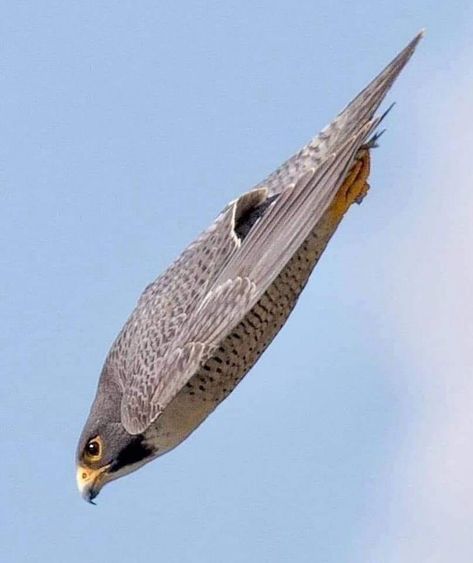 Fastest Bird, Bird Flying, Peregrine Falcon, Peregrine, Amazing Animals, Pretty Birds, Bird Photo, Colorful Birds, Birds Of Prey