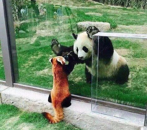 Panda Day, Baby Pandas, Panda Panda, Red Pandas, Panda Bears, Favorite Animal, Giant Panda, Baby Panda, The Zoo