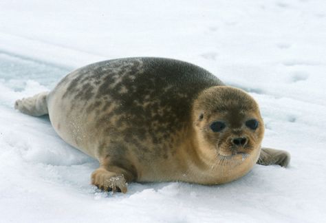 Ringed Seal, Save The Polar Bears, I Want To Cuddle, North American Animals, Sea Mammal, Cute Seals, Seal Pup, Baby Seal, Childrens Drawings