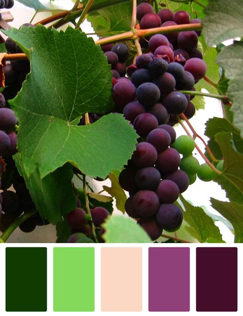 Pallets Color, Vino Color, Color Uva, Pantone Palette, Grape Color, Color Schemes Colour Palettes, Paint Color Palettes, Brand Color Palette, Color Palate