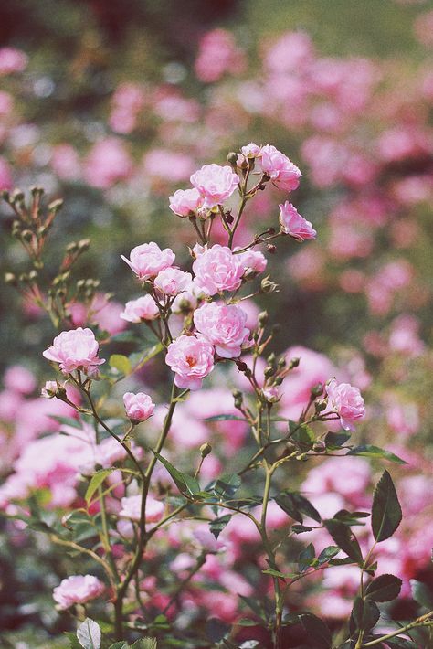 ღϠ₡ღ✻ Pink Rose Photography, Pink Wild Flowers, Wild Rose Flower, Pink Wildflowers, Bee Friendly Plants, Pale Pink Roses, Vegetable Garden Diy, Nature Garden, Little Garden