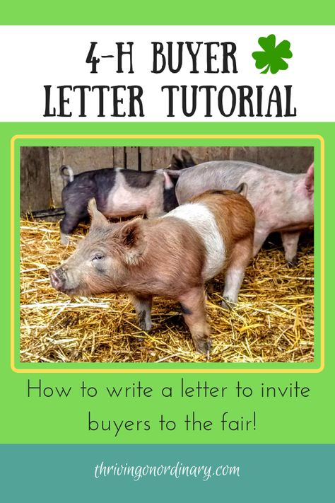 How to Write a 4-H Buyer Letter. Tutorial on how to write a better letter to get buyers to your livestock auction. Raising kids, tween, teens. 4-H. FFA. Animal projects. Market animals. Fair auction. 4h Fair, Letter Tutorial, Livestock Auction, Livestock Judging, Pig Showing, Raising Pigs, 4 H Club, Show Goats, Pig Pen