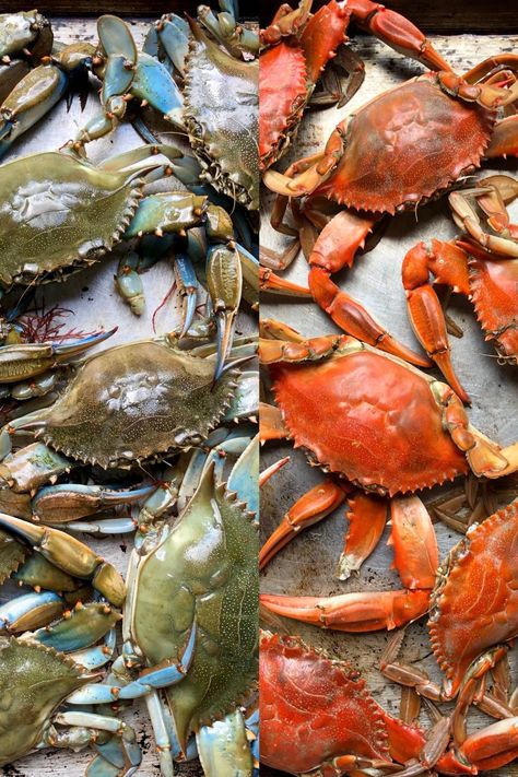 Everything you need to know about buying, cooking (steaming & boiling), and picking blue crabs all right here all in one delicious place! Steamed Blue Crab, Grilled Blue Crab, Blue Crab Recipe, Shrimps Recipes, Blue Crab Recipes, Blue Claw Crab, Boiling Crab, Live Crabs, Steamed Crabs