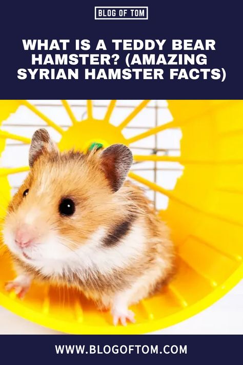 A teddy bear hamster is one of several names for a Syrian hamster. Other names include Golden hamster, fancy bear hamster, short hair hamster, bear hamster, and angora hamster. Hamster Bear, Teddy Bear Hamster, Golden Hamster, Bear Hamster, Baby Hamster, Syrian Hamster, Exercise Wheel, Honey Bear, A Teddy Bear