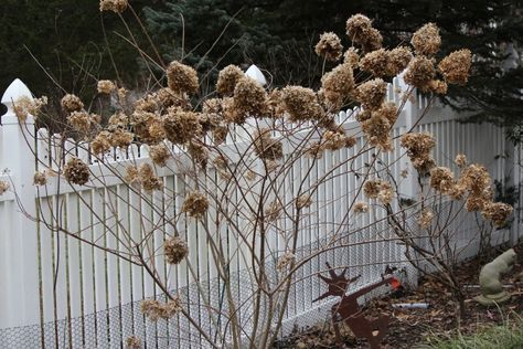 Pruning Panicle Hydrangea, Pruning Limelight Hydrangeas, Hydrangea Pruning, Prune Hydrangeas, When To Prune Hydrangeas, Cold Climate Gardening, Pruning Hydrangeas, Hydrangea Tree, Annabelle Hydrangea