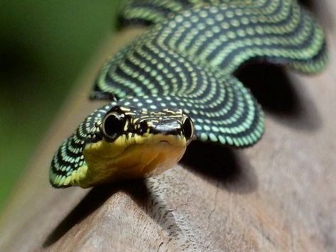 Flying Snake Flattening It's Body For Launch. Flying Snake, Madagascar Animals, Tree Snake, Green Mamba, Hand Carved Walking Sticks, Komodo Dragon, Animals Amazing, Rare Species, Forest Cat