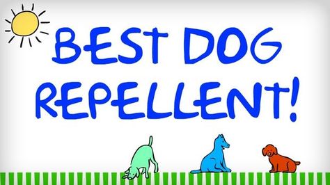 How to Keep Dogs Out of Your Yard (Or Anywhere Else) Dog Repellent Spray, Dog Deterrent, Dog Repellent, Lawn Care Business, Dog Urine, Dog Pee, Dogs Pooping, Animal Control, Pet Hacks