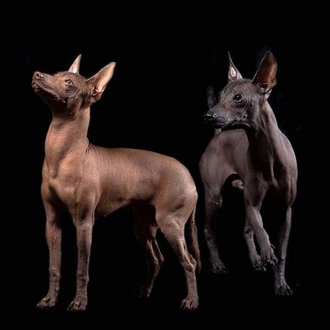 The word Xoloitzcuintli combines “Xolotl,” the Aztec god of the underworld, with “itzcuintli,” the Aztec word for dog. Xolo Dog, Dog Drawing Reference, Dog Tattoo Design, Hairless Dogs, Ancient Dogs, Mexican Hairless Dog, Ancient Dog Breeds, Unique Dog Breeds, Rare Dog Breeds