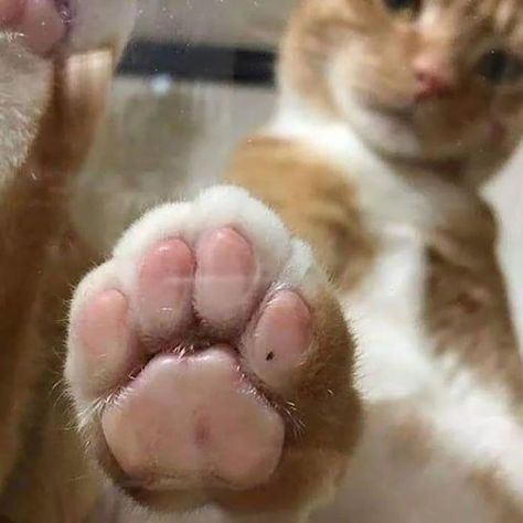 how is my paw .... #cats #cat #kittens #catlovers#funnycat #catquotes#catlover#kittens #funnycats #catfacts #cat #cats #cute #kittens #catlovers #catloverscommunity How To Cat, Toe Beans, Give Me Five, Cat Post, Cute Kittens, Cat Paws, Beautiful Cats, Cat Photo, Cat Day