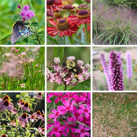 Shop Pre-Planned Gardens Online | American Meadows Milkweed Plant, Small Garden Landscape, Creeping Phlox, Butterfly Meadow, American Meadows, Early Spring Flowers, Zone 7, Native Plant Gardening, Butterfly Plants