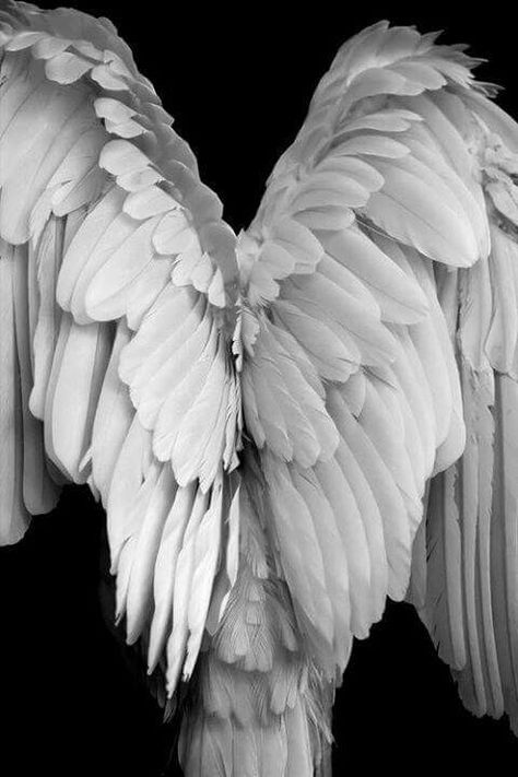 Beautiful angel wings 천사와 악마, I Believe In Angels, Ange Demon, Angels Among Us, Feather Wings, The Wing, Guardian Angels, Foto Art, Trik Fotografi