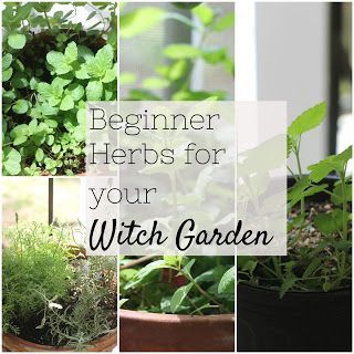 Beginner Herbs, Witchy Herbs, Growing Catnip, Witchy Garden, Herbs To Grow, Witchcraft Herbs, Growing Herbs Indoors, Money And Success, Growing Mint