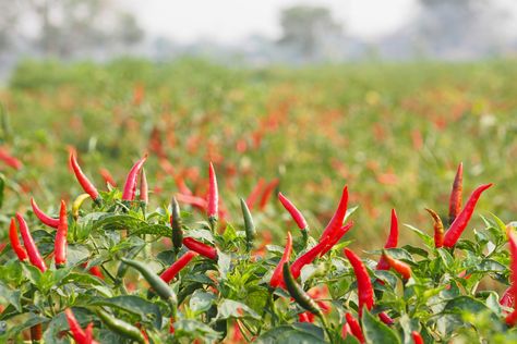 Chili Pepper Care: Growing Chili Pepper Plants In The Garden Growing Chili Peppers, Chili Pepper Plant, Pepper Varieties, Growing Hot Pepper, Growing Bell Peppers, Chilli Plant, Growing Peppers, Types Of Peppers, Easy Vegetables To Grow