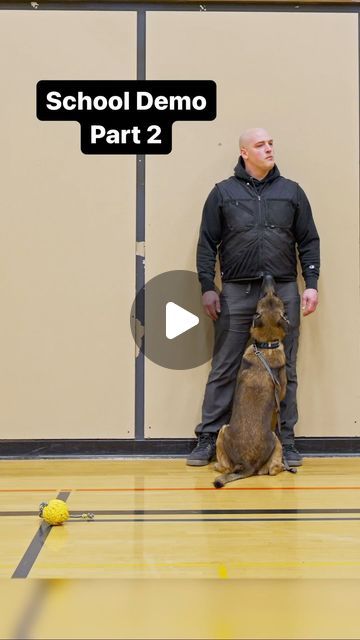 Modern Malinois ® - Matt Folsom on Instagram: "Even in an a school auditorium Alrick is still The Poohpup!" Black Belgian Malinois, Malinois Shepherd, Malinois Funny, School Auditorium, Belgium Malinois, Belgian Malinois Dog, Malinois Dog, Funny Pets, Belgian Malinois