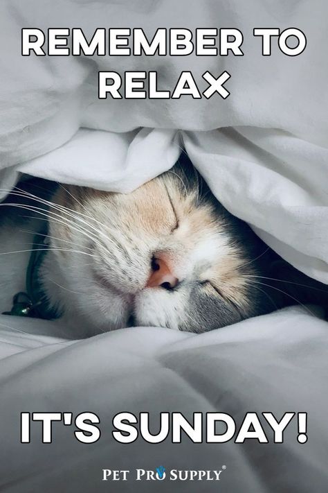 Sunday Cat Quotes, Sunny Day Quotes, Cute Cat Quotes, Coffee Quotes Morning, Good Morning Cat, Good Morning Cartoon, Good Night Cat, Sunday Morning Coffee, Sunday Greetings