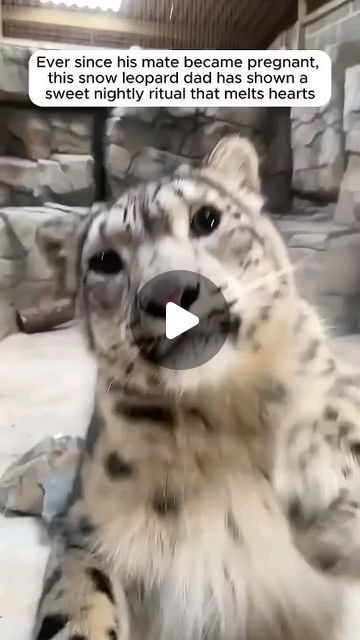 "PawfectlyHeartfelt" on Instagram: ""Snow leopard sweetness alert! 🐾❄️ Watch as these majestic creatures unveil heart-melting moments in a short that's pure magic. #SnowLeopardCharm #ShortsMagic"" Baby Animals Adorable, Snow Leopard Pictures, Baby Snow Leopard, Funny Wild Animals, Melting Moments, Majestic Creatures, Cute Small Animals, Magical Creature, Animal Antics