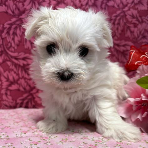 Zoe is a White Female Maltese puppy for sale at PuppySpot that comes with a 10 year health commitment. Maltese Show Dogs, Maltese Dogs Brown, White Maltese, Teacup Maltese For Sale, Maltese Puppies For Sale, Maltipoo Puppies For Sale, White Maltese Aesthetic, Maltipoo Puppies, Maltipoo Puppy