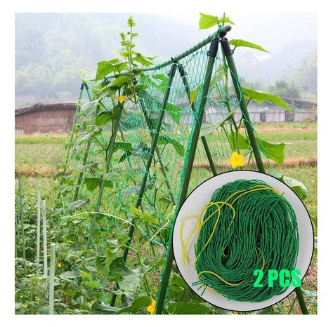 How to grow cucumbers...up the fence Grow Cucumbers, Morning Glory Vine, Vine Fruit, Trellis Netting, Climbing Trellis, Cucumber Trellis, Garden Netting, Growing Cucumbers, Large Sheds