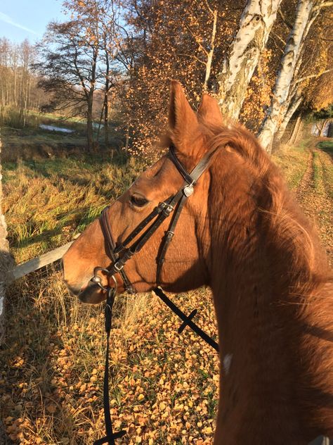 Fall Horse Riding, Horse Pictures With People, Fall Horse Aesthetic, Fall Horse Photography, Autumn Horse, Horses In Autumn, Cottage Core Horses, Autumn Horse Aesthetic, Chestnut Horse Aesthetic