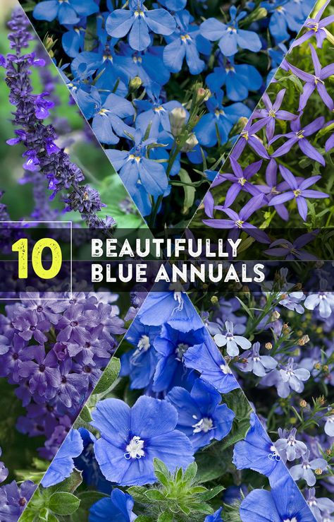 Blue flowering plants always seem to be in high demand. It is natural for things that are in short supply to be highly valued, and that is certainly true of blue flowers. This article will give you ten beautiful ideas for blue flowering annual plants. Blue Annual Flowers, Annual Flowers For Shade, Flower Combos, Flowering Shade Plants, Blue Flowering Plants, Gardening Inside, Angel Plant, Full Sun Annuals, Blue Flowers Garden