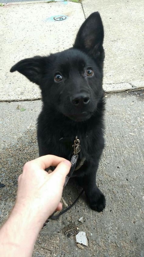 Black Lab German Shepherd Mix Puppy, Black German Shepherd Scary, German Shepherd Puppies Black, Black Puppy Aesthetic, Padfoot Dog, Black Alsatian, All Black German Shepard, Black German Shepherd Aesthetic, Black Fluffy Dog