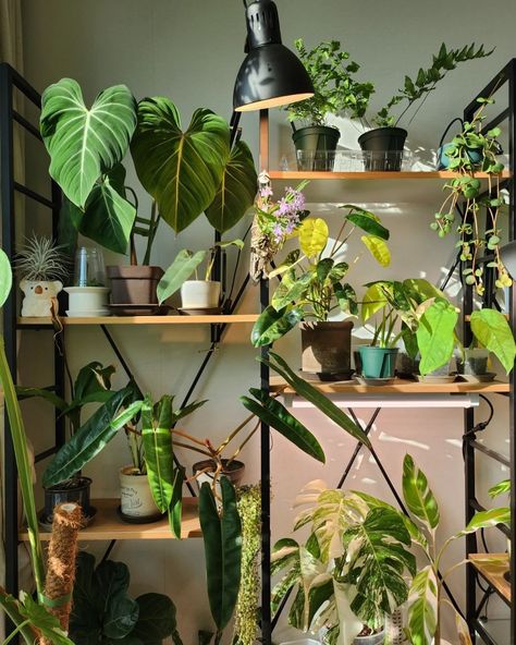 Plant mom • Instagram Growing Plants From Seeds, Plant Mom Aesthetic, Growing Plants Indoors, Plant Aesthetic, Plant Mom, Water Plants, Planting Seeds, Growing Plants, Indoor Plants