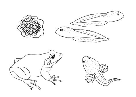 Frog's Life Circle coloring page Frog Life Cycle Craft, Ladybug Life Cycle, Cycle Drawing, Frog Life Cycle, Life Cycle Craft, Animal Life Cycles, Pete The Cats, Lifecycle Of A Frog, Frog Coloring Pages