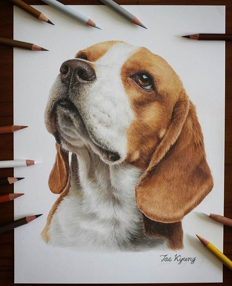 #fabercastell#polychromos and #carandache luminance colored pencils on strathmore bristol paper(smooth surface) . . .… Carandache Luminance, Beagle Art, Crayons Pastel, Dog Portraits Art, Color Pencil Illustration, Pencil Drawings Of Animals, Colored Pencil Artwork, African Art Paintings, 강아지 그림