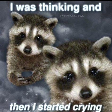 Happy Raccoon, Two Raccoons, Raccoon Memes, Trash Pandas, Cute Raccoon, Raccoon Funny, Trash Panda, Silly Animals, Reaction Images