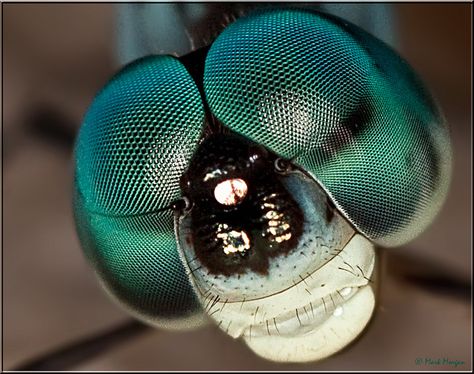 Dragonfly eyes. Dragonfly Eyes, Insect Eyes, Simple Street Style, Dragonfly Photos, Dragon Flys, Insect Photography, Womens Fashion Casual Spring, Classy Shoes, Butterfly Pictures