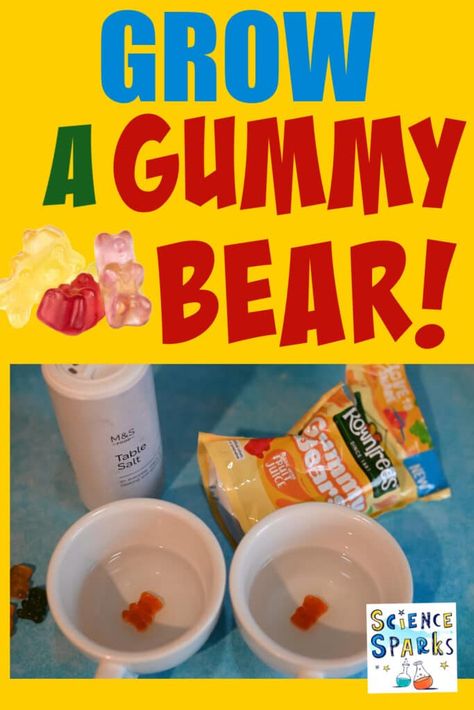 Simple science experiment to demonstrate osmosis. When placed in water the gummy bear grows as water moves inside by osmosis. Osmosis Gummy Bear Lab, Yummy Gummy Bear Lab Science Projects, How To Make Gummies, Gummy Bear Experiment Scientific Method, Growing Gummy Bear Experiment, Gummy Bear Science Project, Gummy Bear Osmosis, Gummy Bear Experiment, Cool Experiments