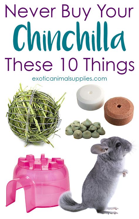 Chinchilla Facts, Hammock Diy, Pet Chinchilla, Chinchilla Care, Chinchilla Cute, Chinchilla Toys, Chinchilla Pet, Chinchilla Cage, Chinchilla Food