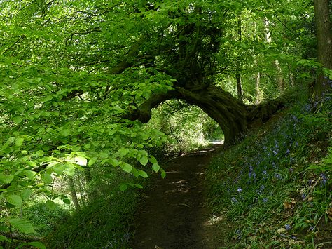 Beech tree and bluebells Hackfall Wood Beech Tree Aesthetic, Tree Aesthetic, Plant Structure, Beech Tree, Peaceful Places, Growing Tree, Travel Beauty, Days Out, Country Life