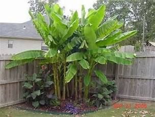 The banana plant went gangbusters. Now what? - The Washington Post Banana Trees Landscape, Musa Basjoo, How To Grow Bananas, Berry Garden, Tropical Garden Design, Tropical Backyard, Waterfalls Backyard, Banana Plants, Rock Garden Landscaping